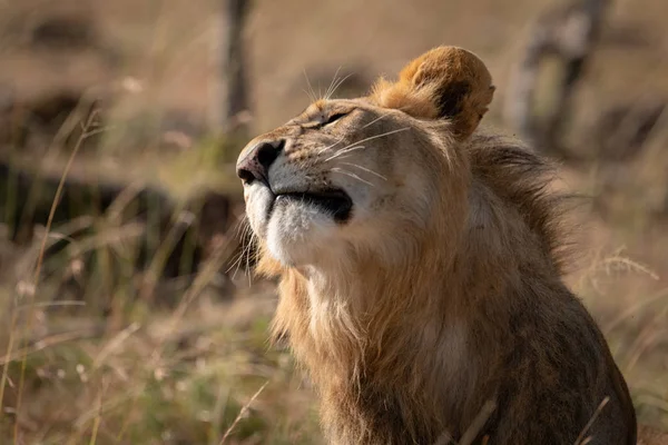 Close Male Lion Tossing His Head — Stock Photo, Image