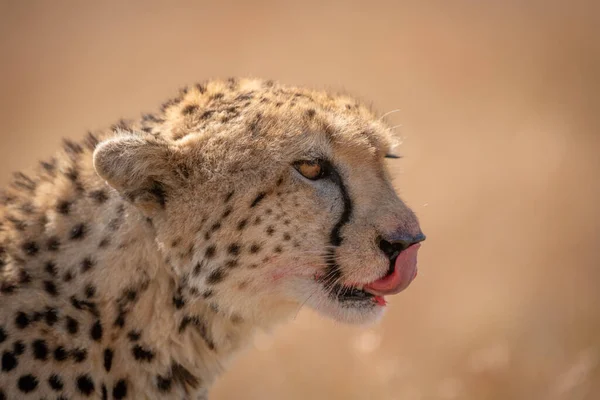 Närbild Gepard Slickar Blod Från Läppar — Stockfoto