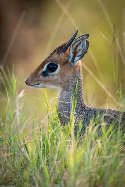 Nahaufnahme Von Kirk Dik Dik Der Sich Gras Versteckt — Stockfoto