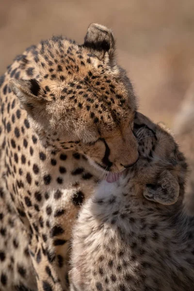 Gros Plan Guépard Léchant Tête Petit — Photo