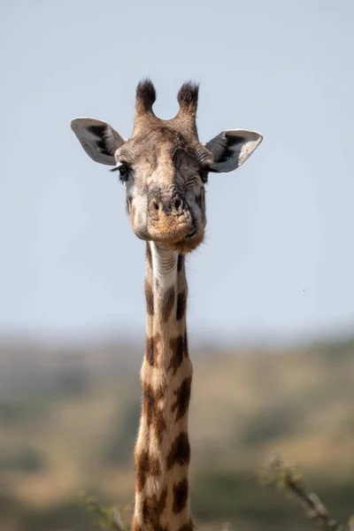 Közelkép Masai Zsiráf Fejéről Nyakáról — Stock Fotó