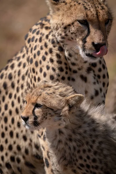 Nahaufnahme Von Geparden Die Lippen Und Junges Lecken — Stockfoto