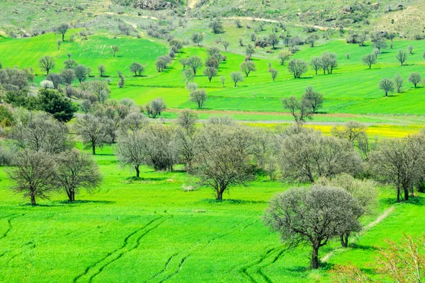 Grüne Landschaft Mit Bäumen — Stockfoto