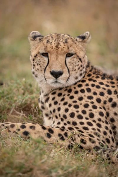 Close Cheetah Looking Camera — Stock Photo, Image