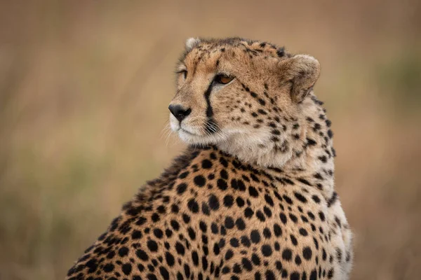 Close Cheetah Looking Back Shoulder — Stock Photo, Image