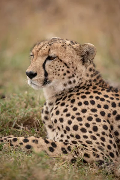 Close Cheetah Grass Looking Ahead — Stock Photo, Image