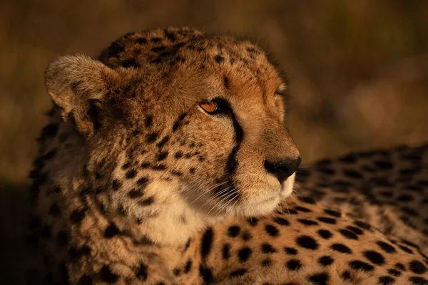 Närbild Cheetah Liggande Solnedgången Ljus — Stockfoto