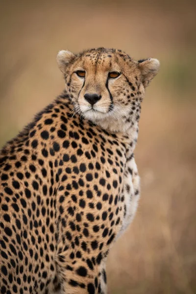 Close Cheetah Sitting Looking Shoulder — Stock Photo, Image