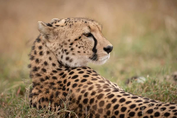 Close Cheetah Lying Turned Head — Stock Photo, Image