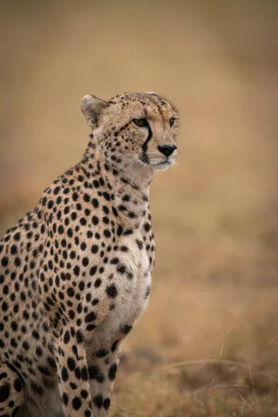 Close Cheetah Sitting Staring Grassland — Stock Photo, Image
