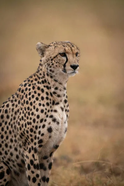 Gros Plan Guépard Assis Regarder Dans Les Prairies — Photo