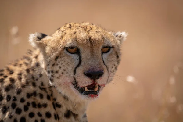 Close Cheetah Sitting Bloody Lips — Stock Photo, Image