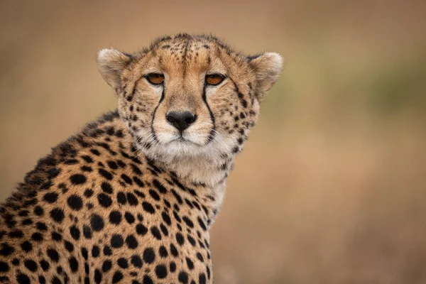 Gros Plan Guépard Assis Tête Tournée — Photo