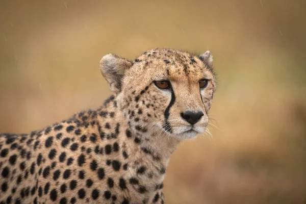 Close Cheetah Standing Staring Grassland — Stock Photo, Image