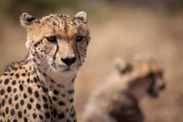 Cheetah Bulanık Yavrusu Ile Yakın Çekim — Stok fotoğraf