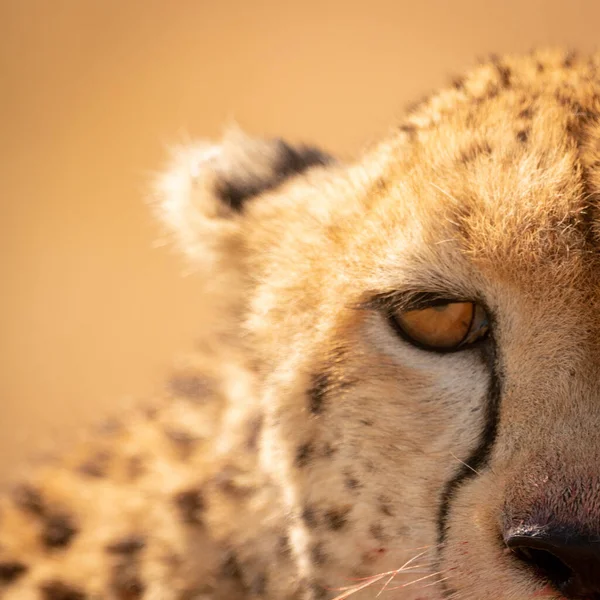 Close Left Half Cheetah Face — Stock Photo, Image