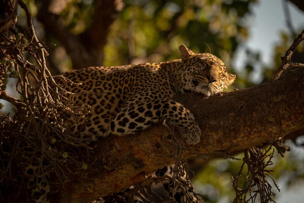 Leopard Fekve Alszik Ágon Részlete — Stock Fotó