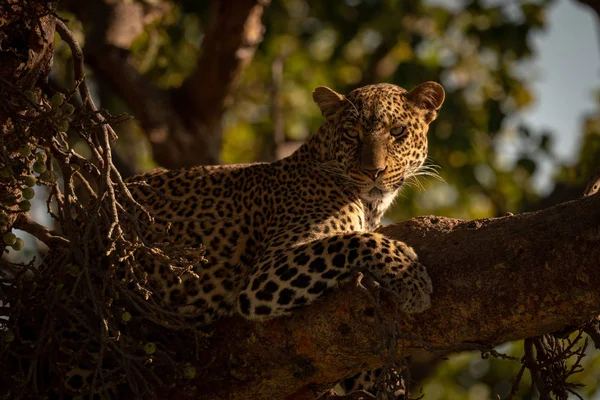 Primo Piano Del Leopardo Disteso Sul Ramo Con Attenzione — Foto Stock