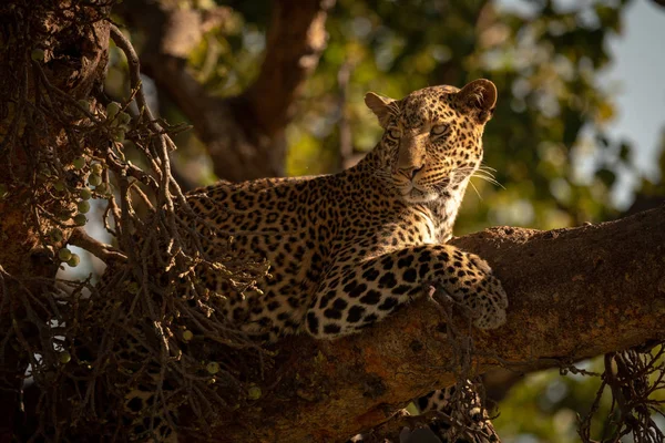 Éberen Feküdt Leopard Részlete — Stock Fotó