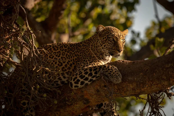 Leopard Fióktelep Előretekintve Részlete — Stock Fotó