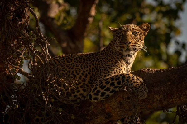 Leopard Keresi Fel Közeli Képe — Stock Fotó