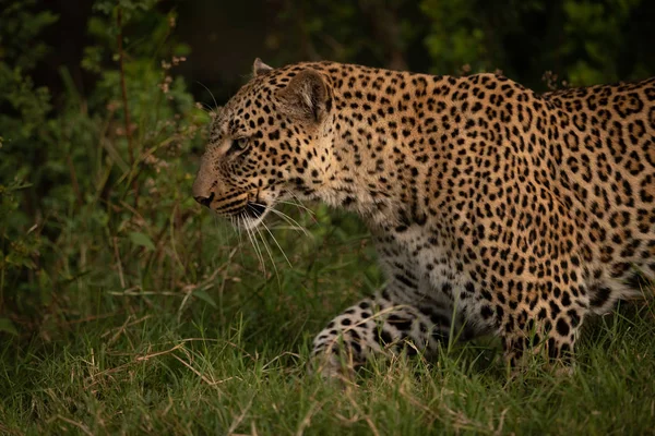 Közeli Kép Leopard Séta Hosszú — Stock Fotó