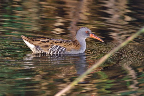 Acqua Rail Alla Ricerca Pesci Uno Stagno Autunno — Foto Stock