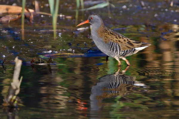 Râle Eau Recherche Poissons Dans Étang Automne — Photo