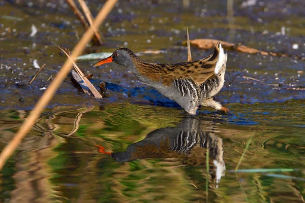 Water Spoor Zoek Naar Vis Een Vijver Herfst — Stockfoto