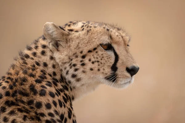 Gros Plan Tête Des Épaules Guépard Assis — Photo