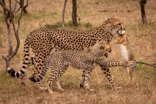 Pinces Louveteau Frottent Lièvre Porté Par Guépard — Photo