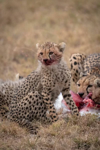 Cub Κάθεται Αιματηρή Στόμα Δίπλα Σκοτώσει — Φωτογραφία Αρχείου