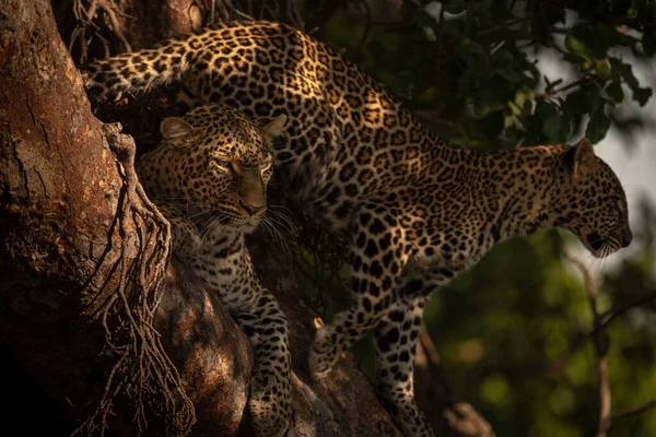 Cub Που Στέκεται Πίσω Από Leopard Που Βρίσκονται Υποκαταστήματα — Φωτογραφία Αρχείου