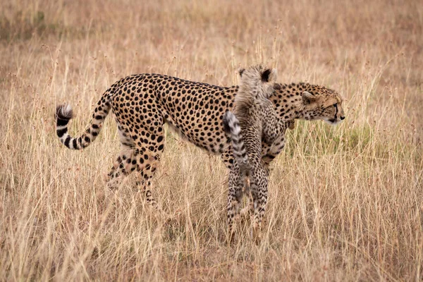 Louveteau Sur Les Pattes Arrière Appuyé Sur Guépard — Photo