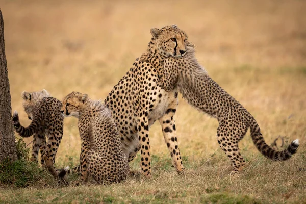 Cub Abbraccia Ghepardo Sull Erba Accanto Fratelli — Foto Stock