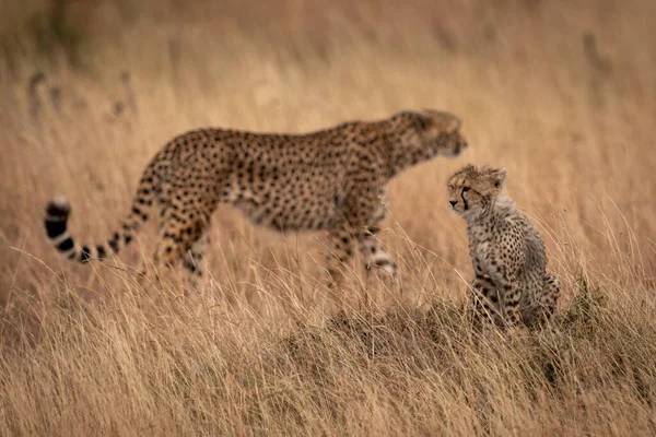 Louveteau Assis Dans Herbe Avec Guépard Derrière — Photo