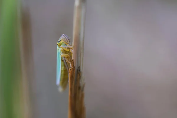 Çimen Vurdu Bir Makroda Bir Bıçak Üzerinde Yeşil Leafhopper — Stok fotoğraf