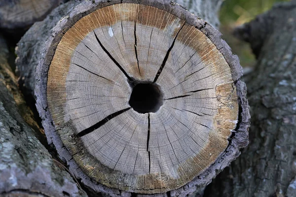 Montón Madera Bosque Tronco Árbol Tiro Detalle — Foto de Stock