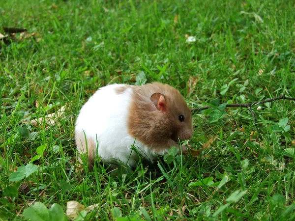 Hamster Gräset — Stockfoto