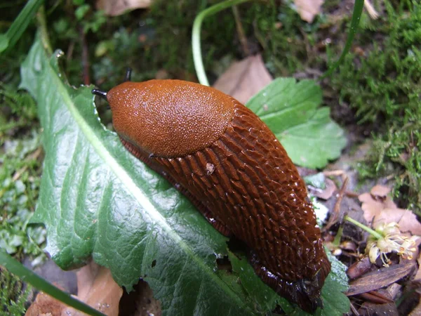 Forest Snigel Frukostbuffén — Stockfoto