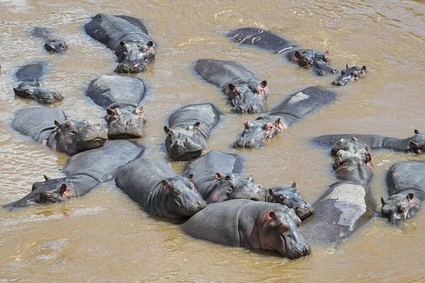 Hipopótamos Hipopótamos Hippopotamus Amphibius Manada Rio Masai Mara Kenya — Fotografia de Stock