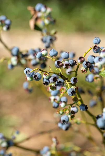 Bush Mogen Blåbär Sommaren — Stockfoto