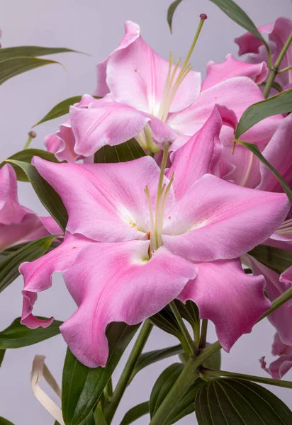 Close Flores Lírios Rosa Nomes Comuns Para Espécies Deste Gênero — Fotografia de Stock