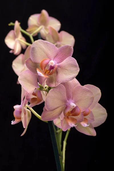 Цветок Пастельной Орхидеи Черном Фоне — стоковое фото