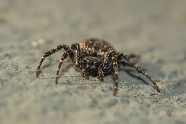 Eine Spinne Aus Nächster Nähe — Stockfoto