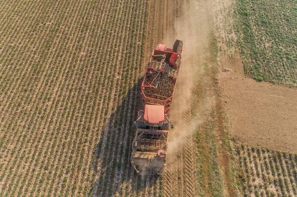 Oogsten Een Suikerbietenveld — Stockfoto