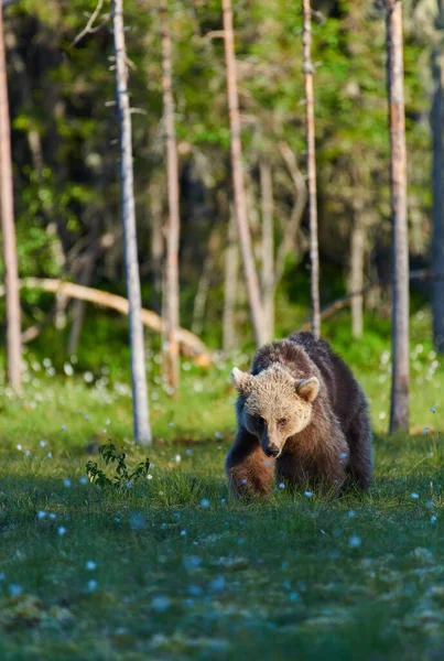 Jonge Europese Bruine Beer Ursus Arctos Lopen Een Swamp North — Stockfoto