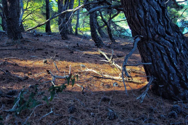 Skog Med Torra Kvistar Och Trädrötter — Stockfoto