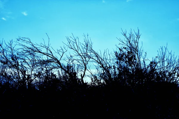 Grande Ramo Albero Morto Contro Cielo Blu Con Nuvole — Foto Stock