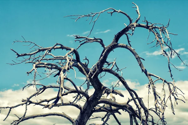 Pobočka Velké Uschlého Stromu Proti Modré Obloze Mraky — Stock fotografie